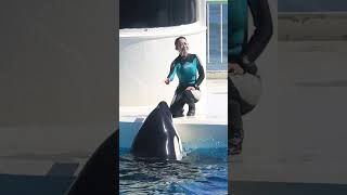 「シャチの鳴き声」ラビー可愛すぎ♥ #Shorts #鴨川シーワールド #シャチ #Kamogawaseaworld #Orca #Killerwhale