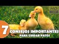 7 Consejos Importantes para Cuidar Patos | HD