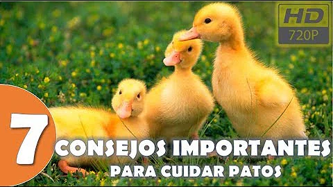 Qual o hábito alimentar do Pato?
