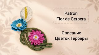 Esquemas y descripción textual de la flor de Gerbera | Схемы и текстовое описание цветка Герберы.