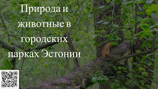 #Природа  #парки #Эстония Природа и животные в городских парках Эстонии