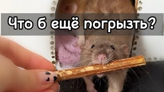 Что делать, если крыса всё грызет? 🐀