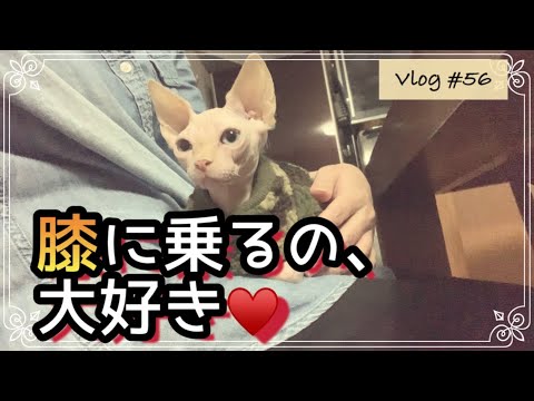 スフィンクス子猫は甘えっ子?膝に乗るのがお好きなようです…