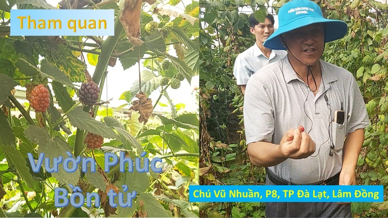 Tham quan Vườn dâu Phúc Bồn tử tại Đà Lạt - Quả mâm xôi có hàm lượng dinh dưỡng cao