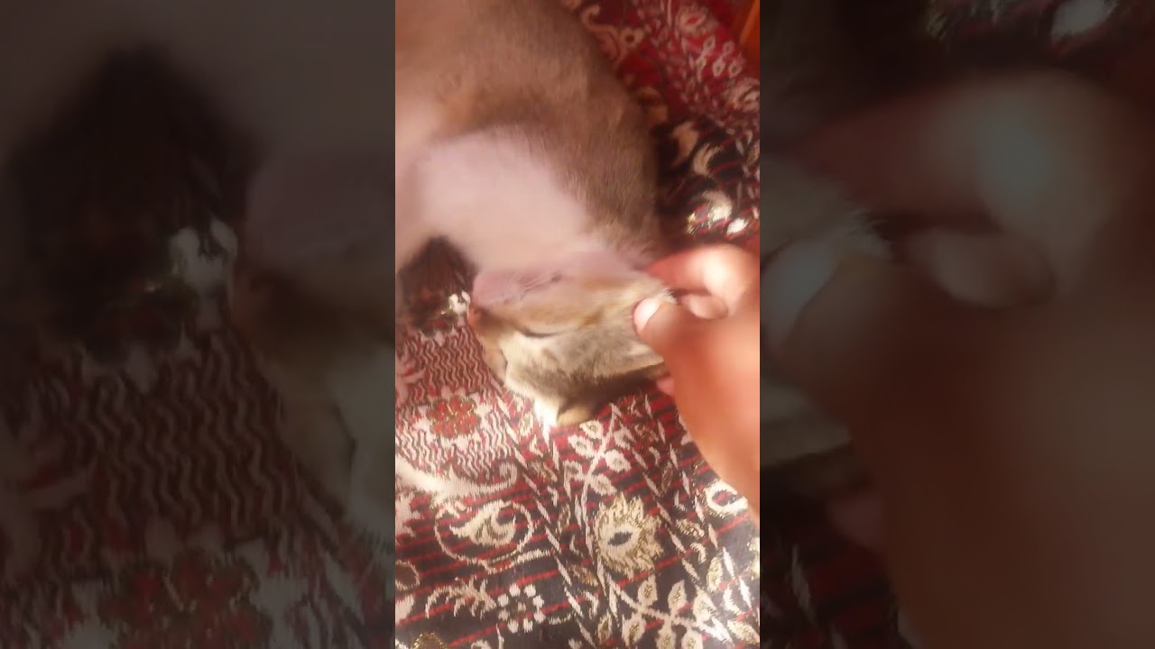 4. 🐈 &ldquo;When You&rsquo;re Too Tired to Be a Cat 😹&rdquo; #lazy  #cat