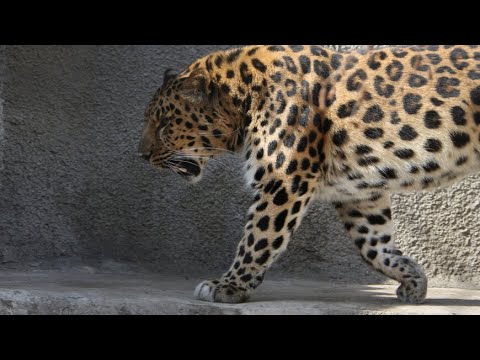 Леопард попал в фотоловушку на границе с национальным парком «Земля леопарда»