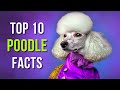 10 awesome reasons to love poodles 9 will leave you in awe