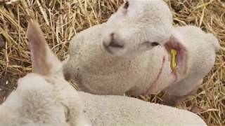Lambing weekends at Reaseheath College