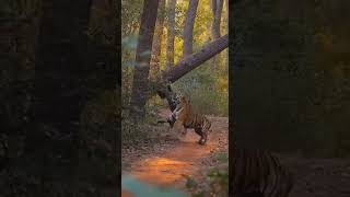 IMPACTANTE! Un leopardo es sorprendido por un tigre en una emboscada mortal. 🐆 vs 🐅 #wildlife
