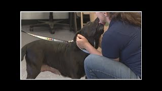 ‘Empty the Shelters’ pet adoption event successful in Mid-Michigan