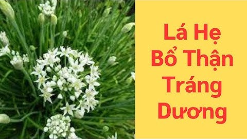 Cây Hẹ – “Kháng Sinh” Tự Nhiên, Chữa Ho, Tăng Cường Sức Khỏe Nam Giới!