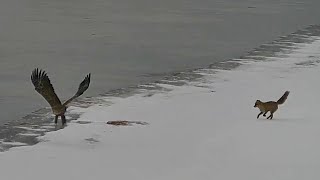 Prigauta Pačiame Vagystės Įkarštyje Vsat Užfiksavo, Kaip Lapė Nuskriaudė Jūrinį Erelį Ir Ūdras