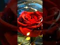 ​Тилларанг зарралар ичидаги сирли гул... 🌹✨ #shorts