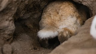 Full Moon Meditation - At Home in Nature, Burrows and Warrens (July 2024)