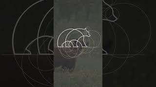 How to create Bear Logo in Adobe Illustrator / XADEEM  MAX