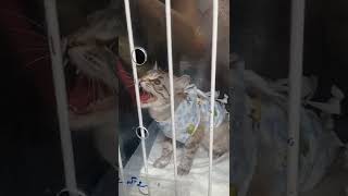 Бедный наш ребёнок 🥲🐱Забираем домой после операции... #стерилизация #кошка #люблюнемогу #ветклиника