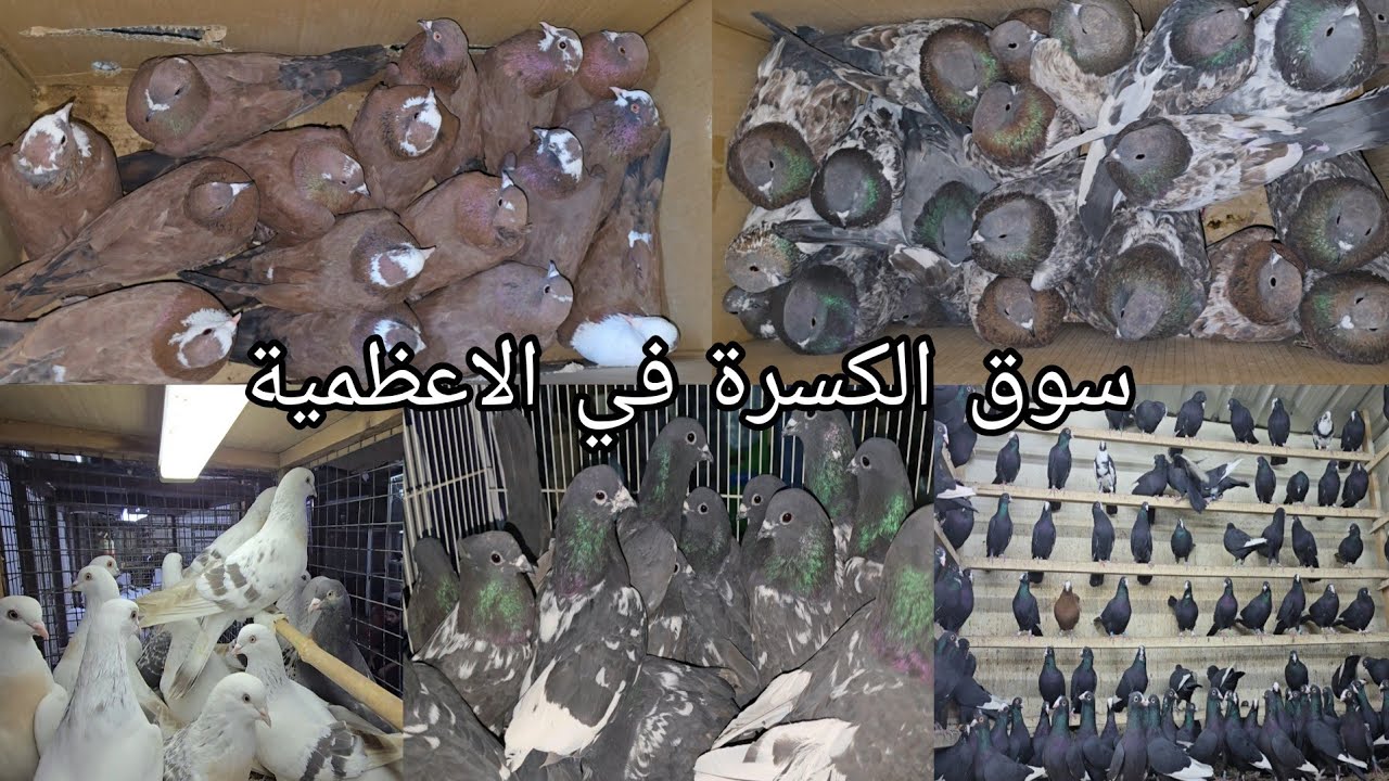 سوق الكسرة في بغداد منطقة الاعظمية انواع الحمام   اليوم الخميس 2026/1/29