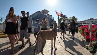 Cash 2.0 Great Dane meeting new people in Ventura Harbor 32