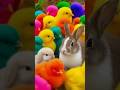 Tangkap Ayam Lucu, ayam warna warni, ayam rainbow, kelinci lucu, bebek lucu, ikan koi, Hewan Lucu