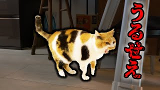 やたらニャーニャー鳴く三毛猫とおじさん達