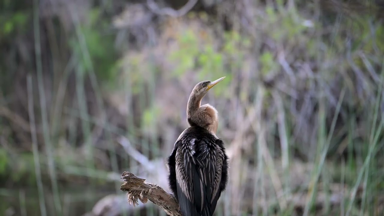 Z6 iii Video with AF-S 80-400mm f/4.5-5.6G ED VR