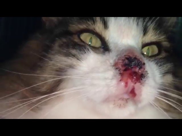 Comment Traiter Ou Prevenir Le Cancer Chez Les Chats Au Nez Blanc Chats Noti
