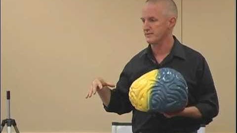 Triune Brain overview.m4v