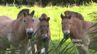 CameraTalk: Przewalski Horse Look at You