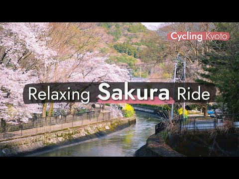 Kyoto in Full Bloom: Exploring the Sakura of Yamashina Canal (April 7, 2025)