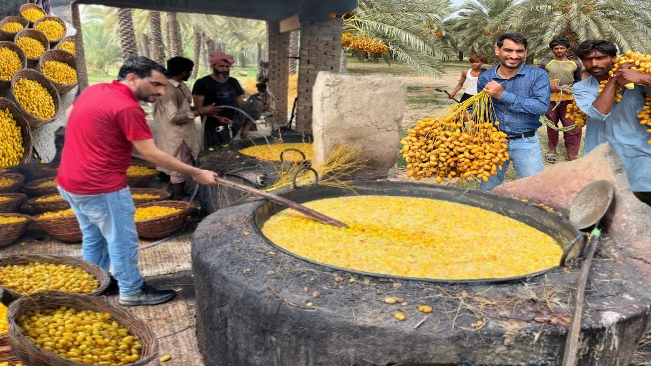 HOW THEY HARVEST & PROCESS MILLION TONS OF DATES ? | TRADITIONAL ...