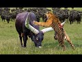 Tiger is Mad! God Gave Strength To Buffalo Herd Take Down TIGER With Their Horn To Save His Teammate