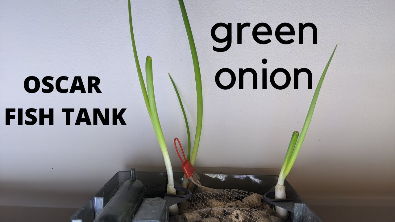 Ep.1 Green Onion Oscar fish tank - 1 week growth - YouTube