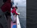 【相模湾キハダ】28kgマグロ vs ビーストマスターMD #マグロ釣り #fishing #相模湾 #釣り #コマセマグロ