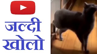 Have You Ever Heard Cat Playing Drums कय आपन कभ बलल क डरम बजत हए सन ह