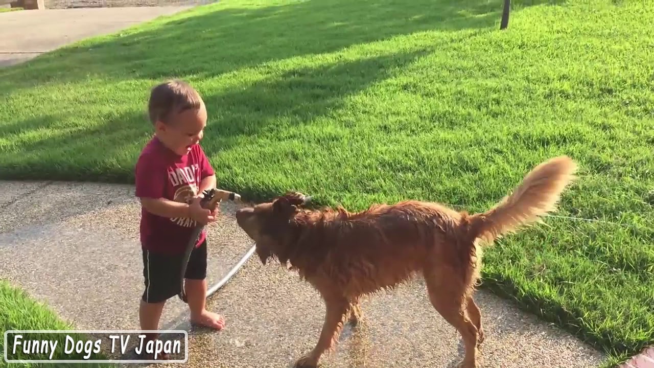 Baby and Dog Play in Water Hose - Funny Dogs and Babies Compilation 2017