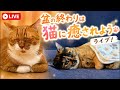 盆の終わりは猫に癒されて寝ましょうライブ🧡