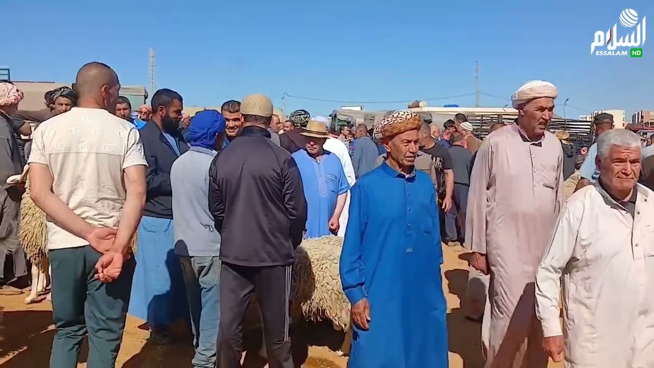 روبورتاج : أسعار المواشي في سوق عين مران ولاية الشلف