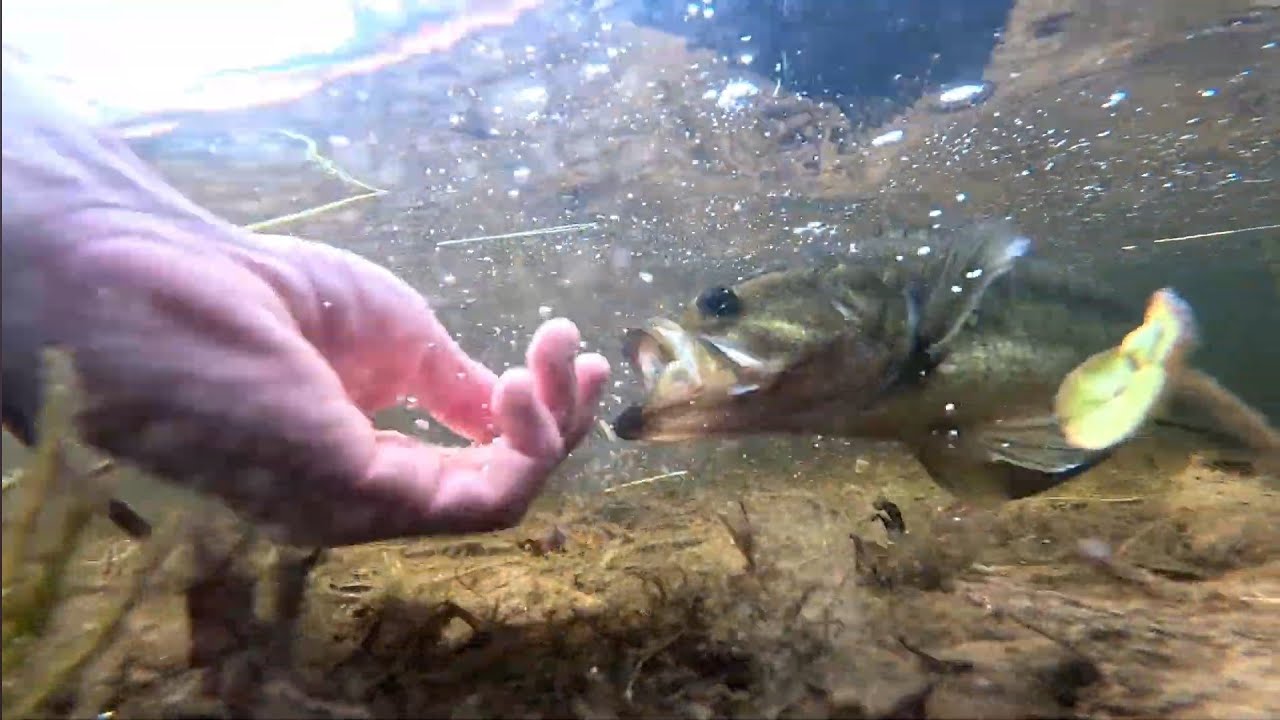 Bass fishing/ buzz, frogs.