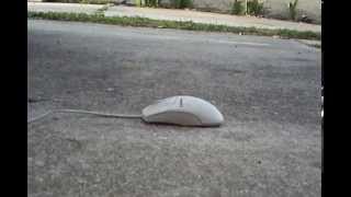 Computer Mouse Crushed