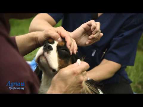 Video: Rengøring Af ører Og øjne: En Vejledning Til Hvalpe (og Hunde)