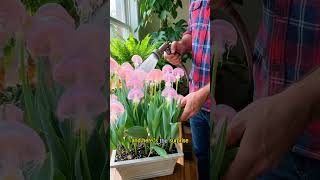 Collectors Orchid Unique & Stunning