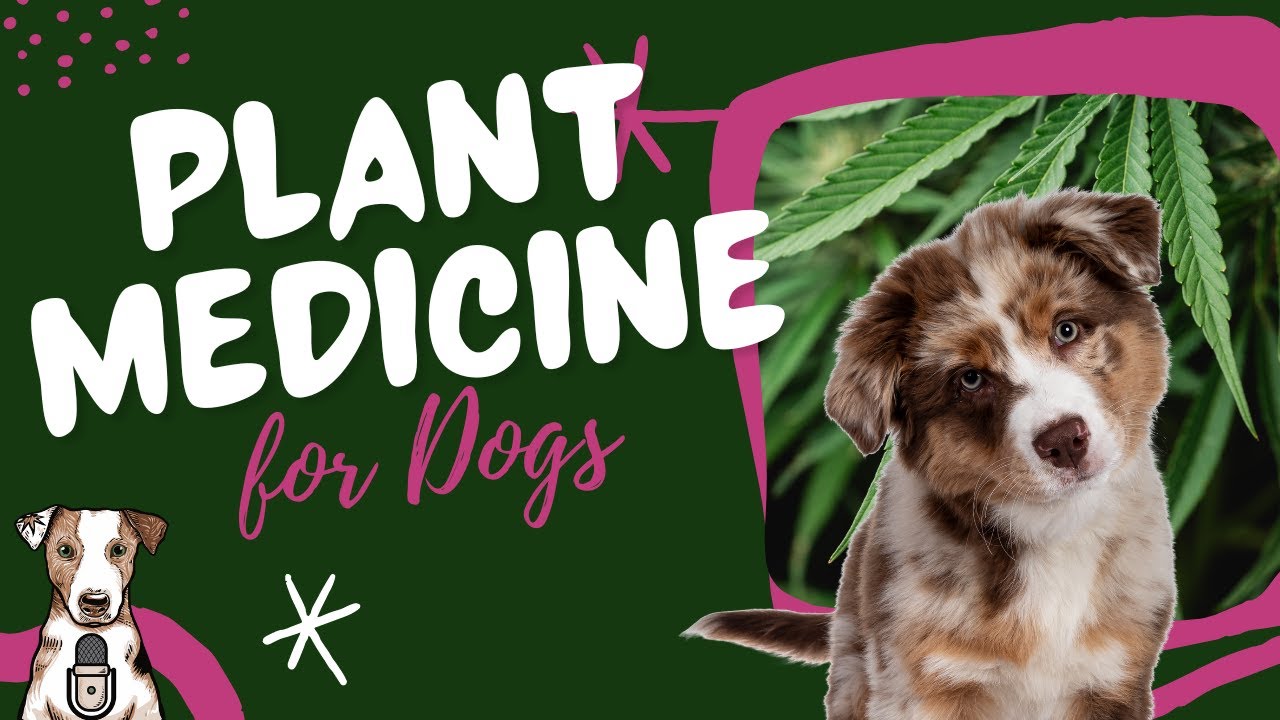 Plant Medicine for Dogs with Johnna Devereaux of Bow Wow Labs YouTube