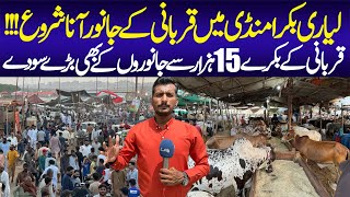 Lyari Bakra Mandi | Lyari Cow Mandi | Lyari Bakra Piri | Qurbani 2024 | Cow Mandi