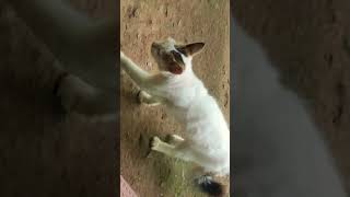 Whiskers Twitch, Eyes Gleam Soft, A Furry Whisper Of Sweetness