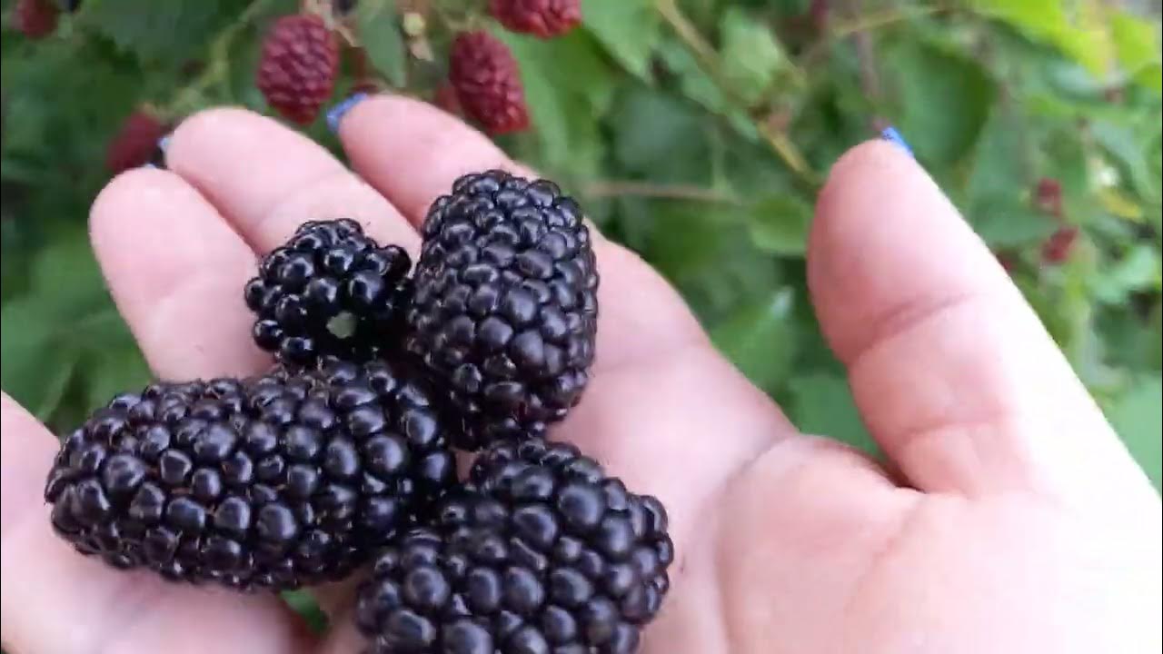 Саженцы ежевика торнфри. Саженцы ежевика торнфри. Ежевика блэк бутте. Колючая ли ежевика. Колючая ли ежевика.