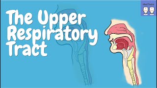 Upper Respiratory Tract [The nasal cavity, Kiesselbach's plexus, Pharynx, Laryngeal cartilages]