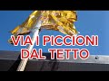Un metodo funzionante per cacciare i piccioni dal tetto della casa