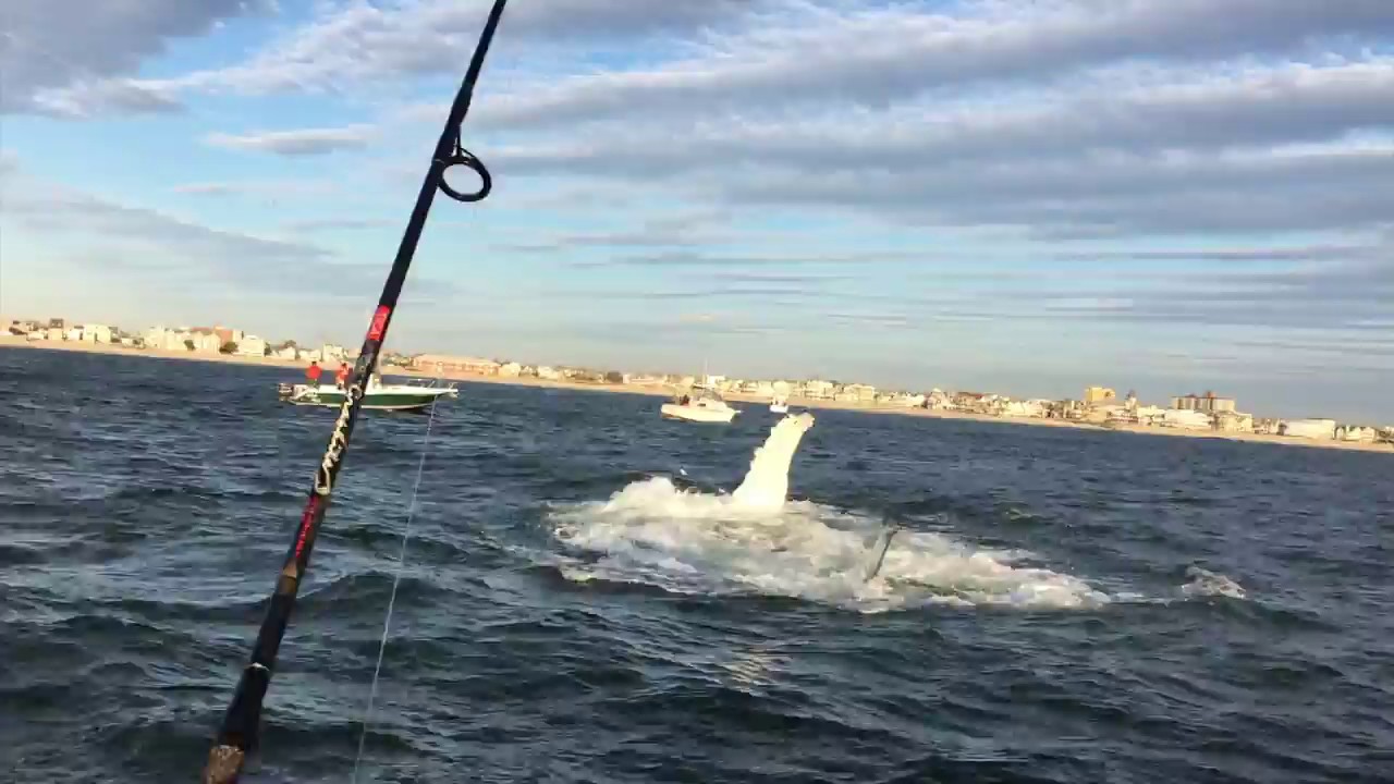 jersey shore family vacation Huge whale spotted off the Jersey shore