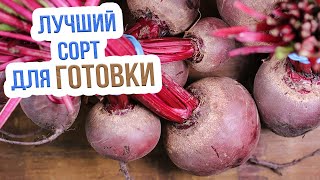 ТОП 5 самых вкусных сортов свеклы! Лучшие сорта свеклы для открытого грунта