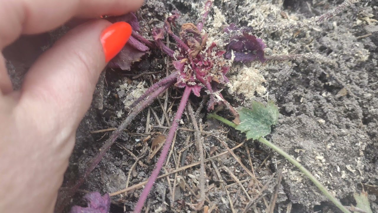 Гейхеры весной сорта black sea, cherry cola, cassis, Southern comfort и другие сорта